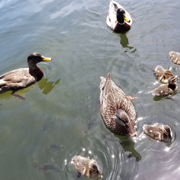 Meet your Posher, Bossy - Picture 3 of 3